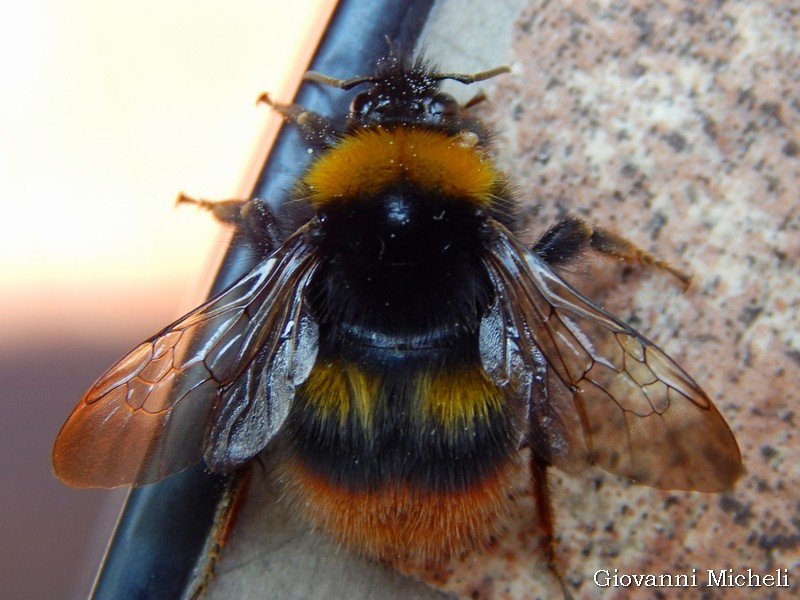 Apidae: Bombus (Pyrobombus) pratorum (cfr.)